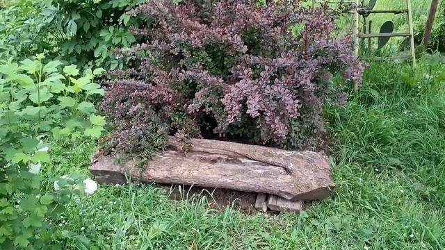 Очень необычное  место. Прогулка под дождем. Соловьи... смотреть онлайн