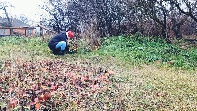 Підготовка клумби до зимівлі/пересадка гортензії