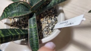 Сансевиерии и их детки. Отделять или нет?