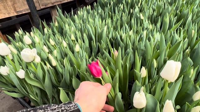 Первые бутоны. Выгонка тюльпанов.