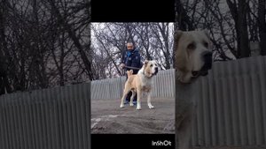 Видео ролик легендарного Тамаза Барави из Краснодарс?