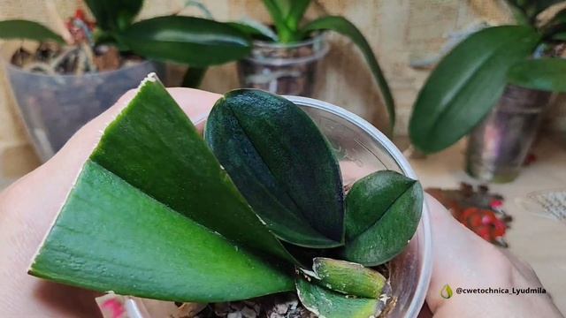 Детки моих фаленопсисов спустя время после пересадок