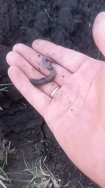 Хорошая земля ! смотреть онлайн