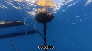 Последний день на острове🦞 Охота на лобстеров и стая