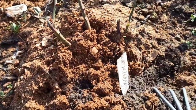 🌹 Раскрыла розы ,а там ....🤔🤷🥺 смотреть онлайн