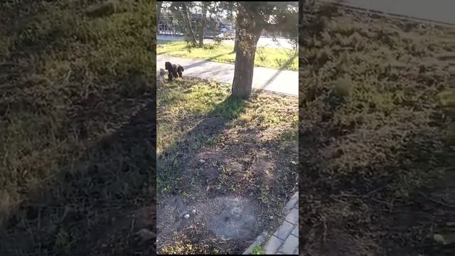 Привет от Казановы Мажориковича и его семьи Калуга Выпускники питомника чихуахуа мальтипу Кастропул смотреть онлайн