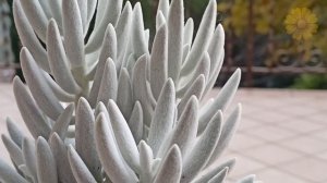 Крестовник хаворта. SENECIO HAWORTHII.