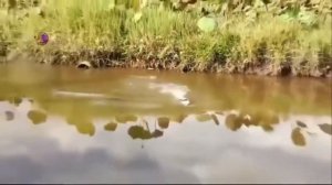 Видео приколы без звука!