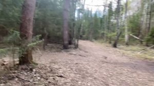 Smit41 белка в лесу