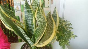 Сансевиерия уход в домашних условиях