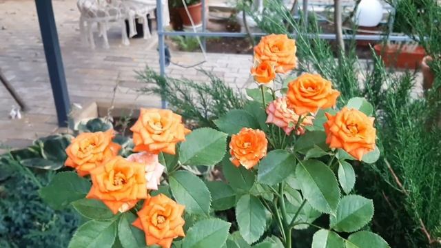 Розы которые хорошо держат жару смотреть онлайн