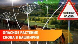 В Башкирии вырос токсичный борщевик