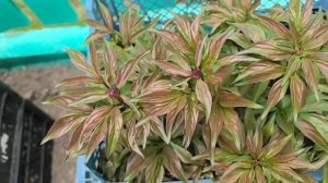 Дача, цветы, заморозки.