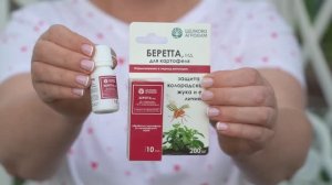 Борьба с колорадским жуком на картофеле