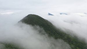 Красивый лес часть 26