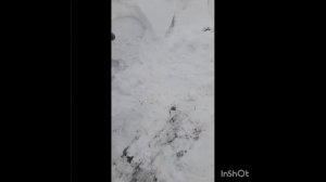 Первый отбор проб зерна в 2024 году. Пшеница твердая, рап