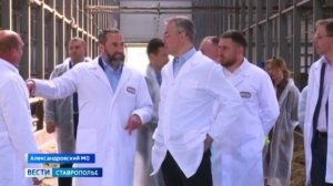 Изысканные сыры на  буйволином молоке производят на Ставрополье