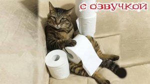 Приколы с котами! С ОЗВУЧКОЙ! - Про котов! - Смешные видео с животными!