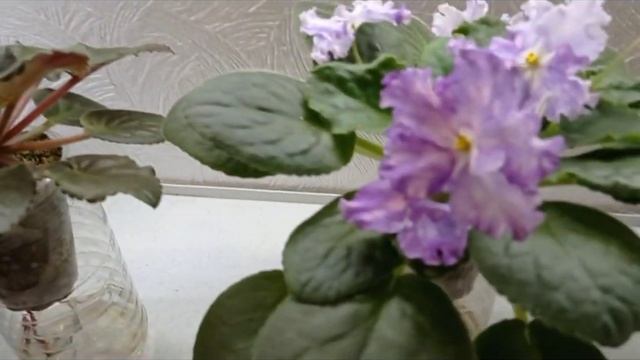Яким повинен бути розмір горщика для фіалки?