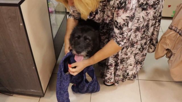 ОДЕЖДА СОБАКЕ, обувь для собаки: как снять мерки с соба