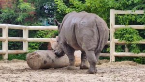 🌏  Сегодня во всем мире отмечают День исчезающих видов животных!