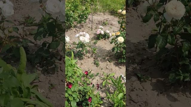 Розы прошлогодней посадки: Элина, Элла и другие