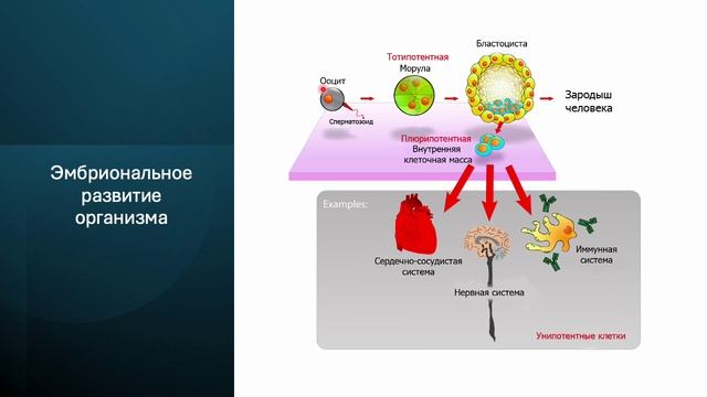 Клеточный цикл. (Блок 1. Лекция 7)