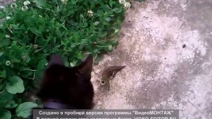 Смешные домашние приколы
