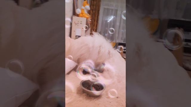 Шпиц Шаня Белый Комочек рассказывает истории смотреть онлайн