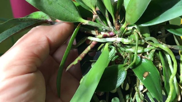 23.04.25 Вихвалялка. С. Peckaviensis aclandiae x schillerianaorchid cattleya plants