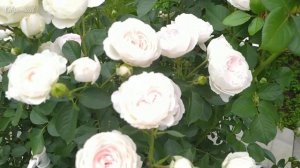 Воздушное цветение розы Герцогиня Кристиана.