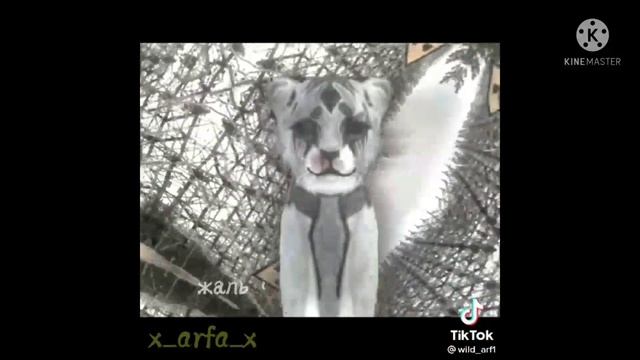 подборка Видео вилд крафт из тик ток 1 часть