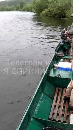 Дрессированная рыба