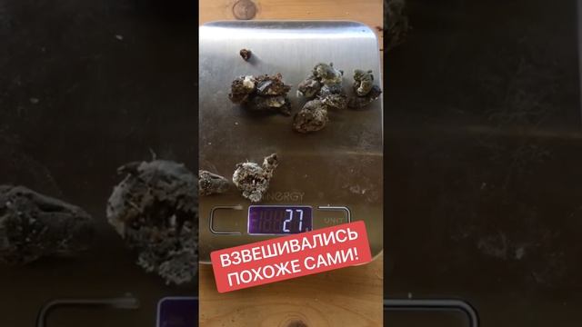Приколы про кур. Куры несушки в домашних условиях.