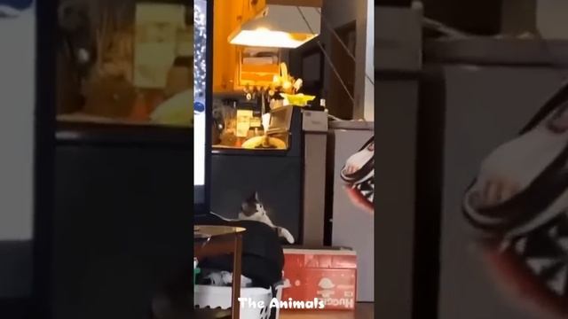  Смешное видео с животными!  Вы будете смеяться! 