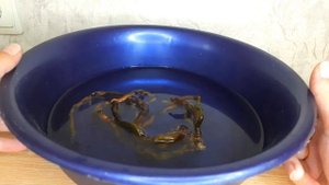 Реанимируем пенёк орхидеи