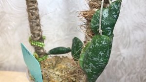 17.11.24 Hoya imbricata maxima. Прийняла посадку!