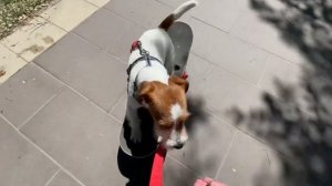 Влог с прогулки с собакой и скейтом | обучаю собаку кат