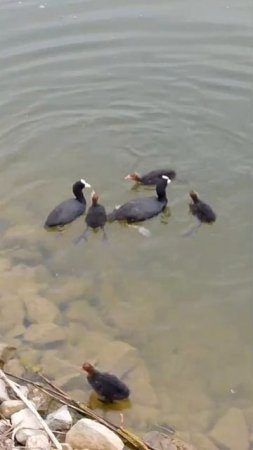 Семья утят на море