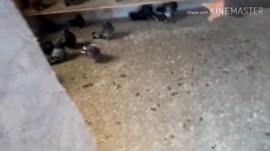 Крымские голуби, в гостях у Дениса 1