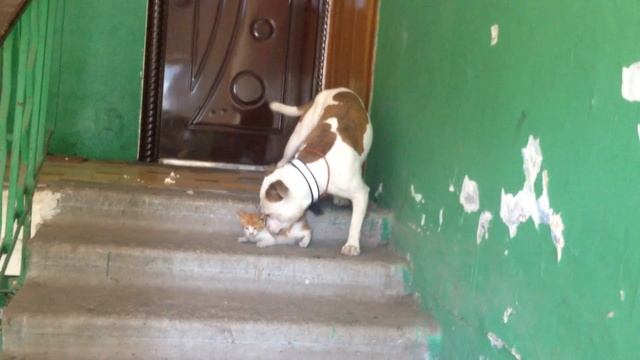 Собака-убийца издевается над котом!!!! Staff VS Kitten))))