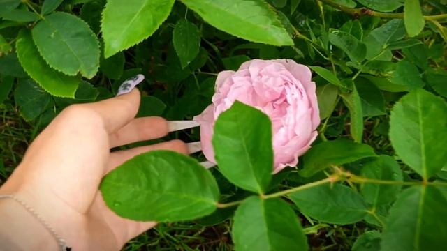 Мэри Роуз Английская  роза🌹 смотреть онлайн