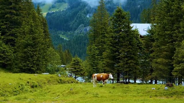 Открыла конверт а там свидетельство на дом где её имя!? смотреть онлайн