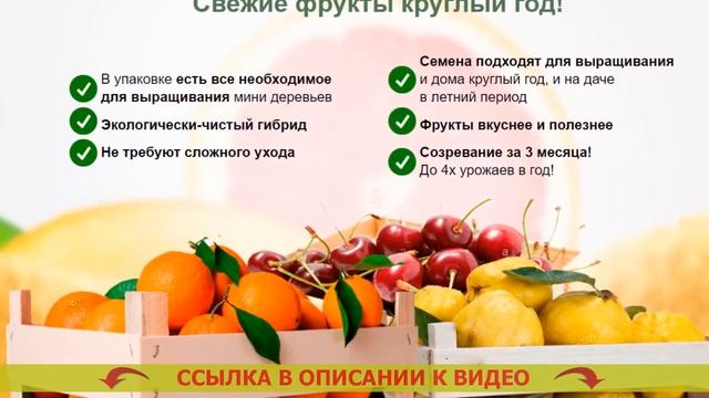 Как вырастить лайм из косточки в домашних 🤘 Лимон из ? смотреть онлайн