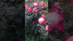 Роза "Ностальжи", краткий обзор