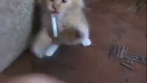 Приколы с животными 2013 кот курит жесть Лучшие приколы