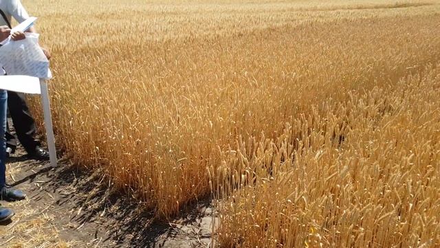 Демо зернових Рост Агро 2018 (частина 3) смотреть онлайн