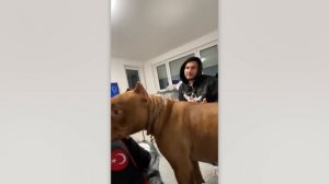 Животные помогают людям