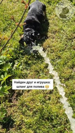 игрушки для собак