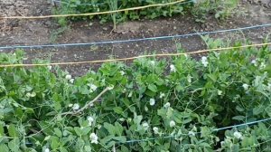 19 мая 2025 Ленюсь целый день